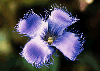 Gentiana s0042